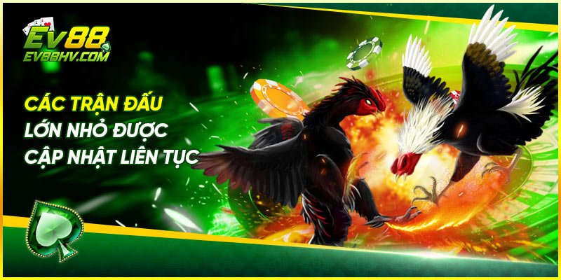 Đăng ký Đá Gà Cựa Dao EV88 ngay hôm nay